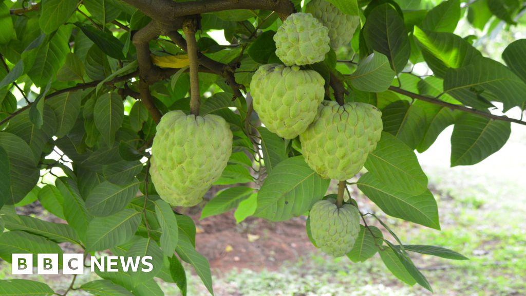The rise of the fruit that tastes like custard